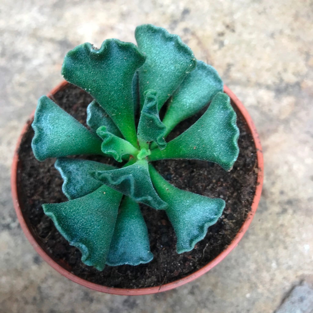 Adromischus Cristatus Succulent Plant - myBageecha