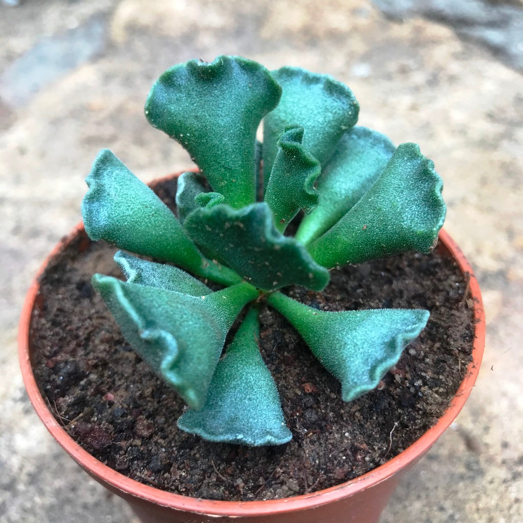 Adromischus Cristatus Succulent Plant - myBageecha