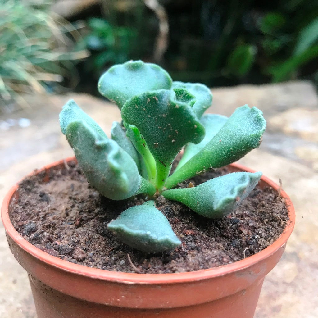 Adromischus Cristatus Succulent Plant - myBageecha