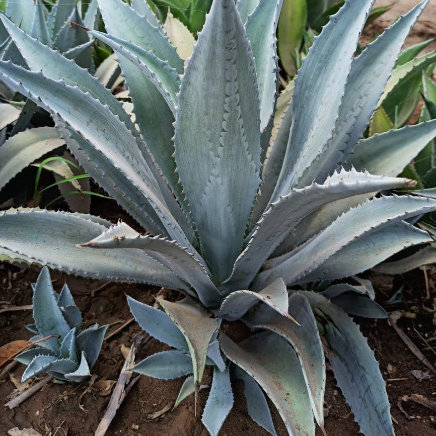 Agave Franzosinii Majestic Agave Plant - myBageecha