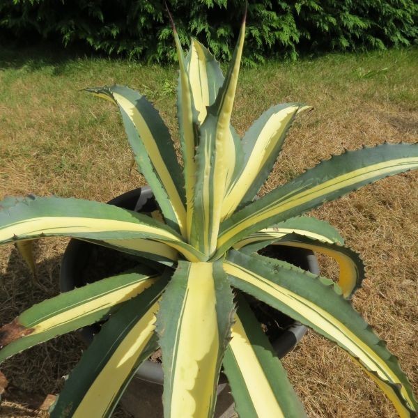 Agave americana Mediopicta Aurea Cactus Plant