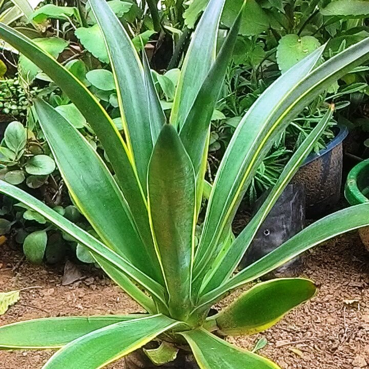 Agave desmetiana Variegata Cactus Plant