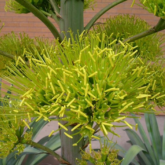 Agave Desmetiana Variegata Plant - myBageecha