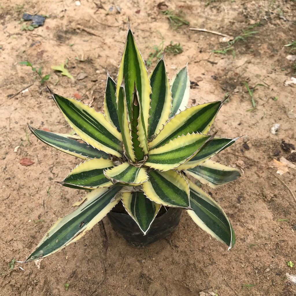 Agave lophantha Quadricolor Cactus Plant Online | myBageecha