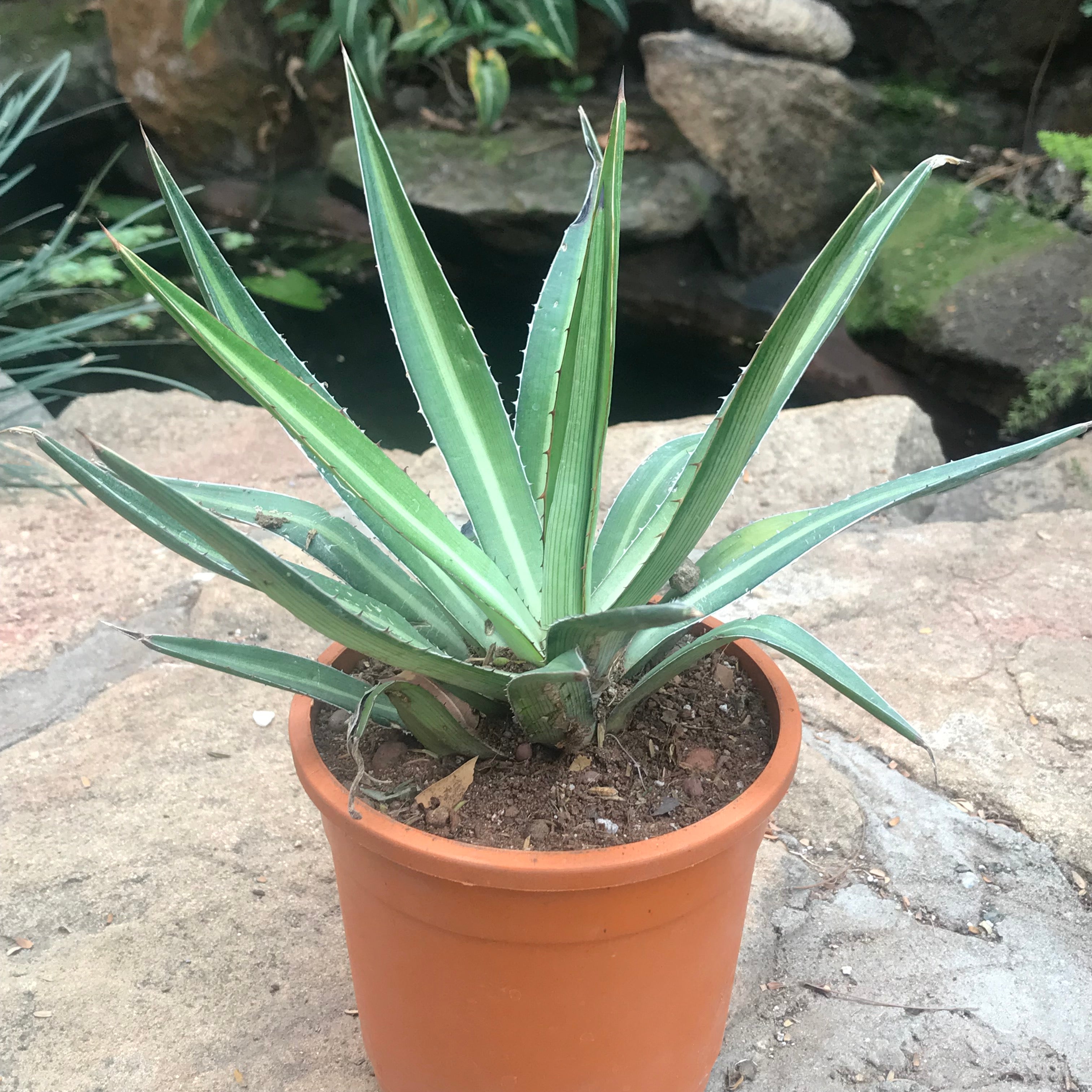 Agave xylonacantha Mediopicta Cactus Plant Online | myBageecha
