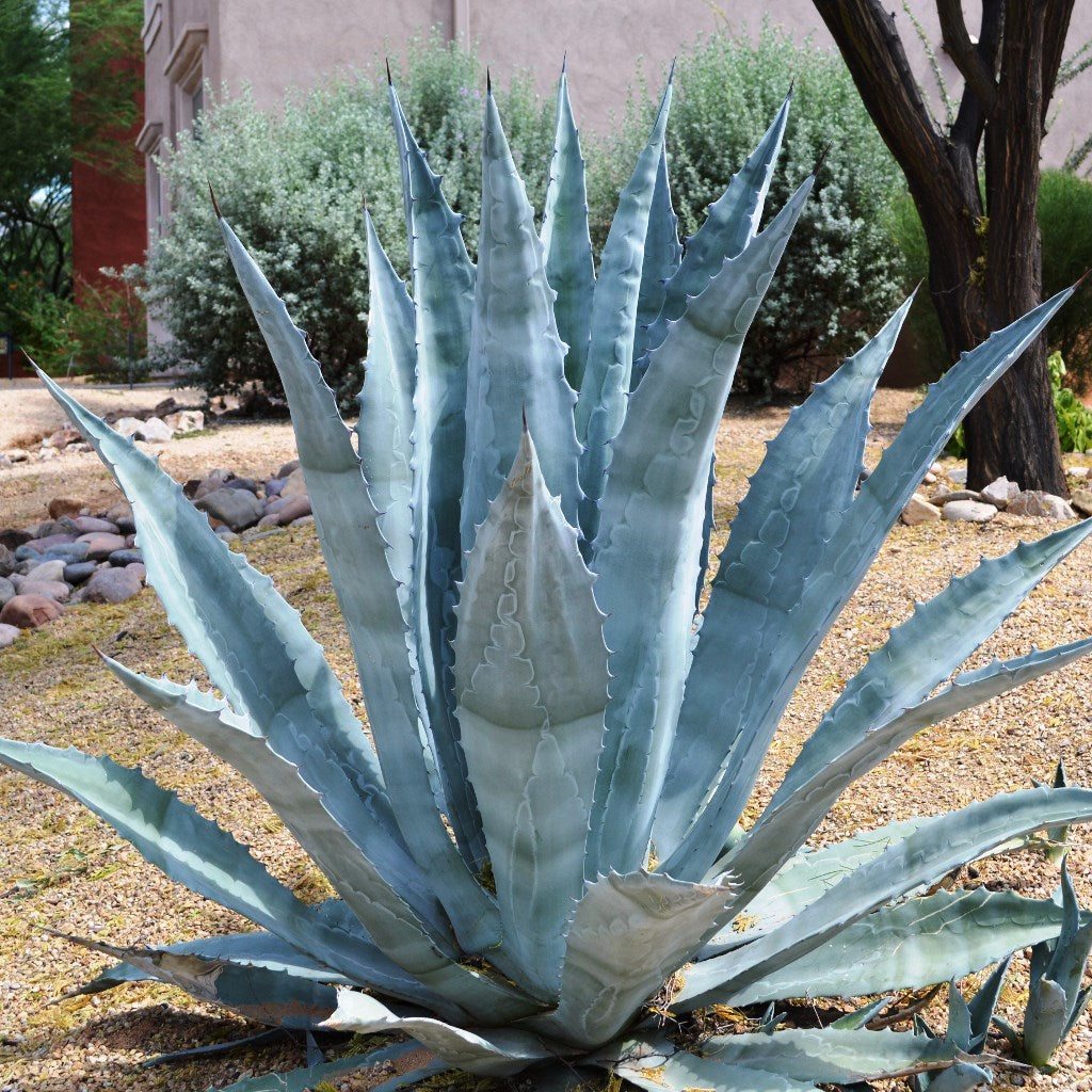 (値下げ)Agavea Americana(3) Agave americana | Hardy Succulent for Indian Gardens & Landscapes