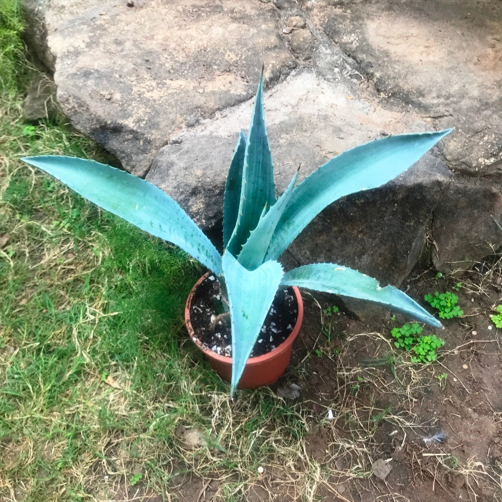 Agave Americana Plant - myBageecha