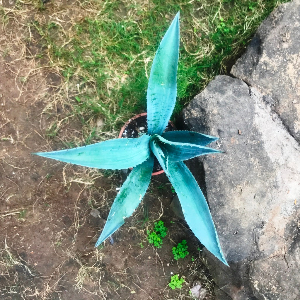 Agave Americana Plant - myBageecha