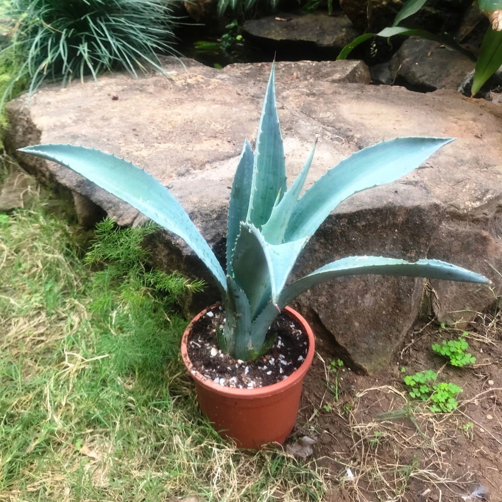 Agave Americana Plant - myBageecha