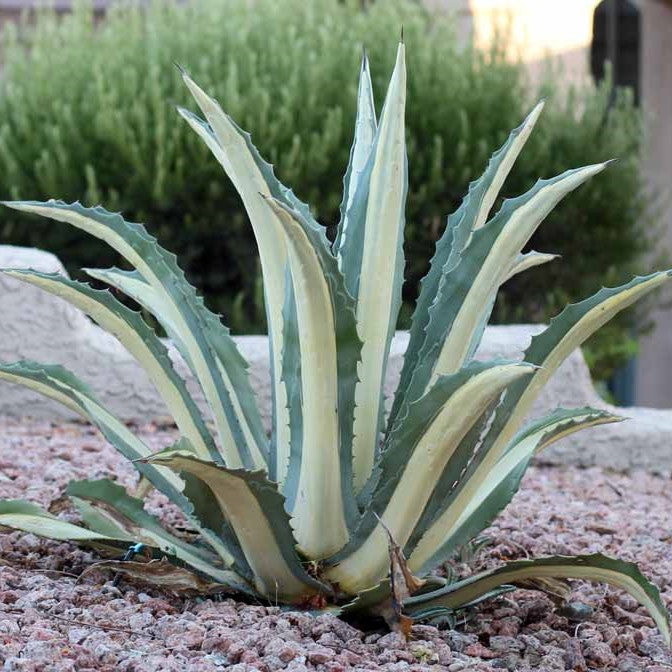 agavaceae plant Agave americana Mediopicta Alba Cactus Plant