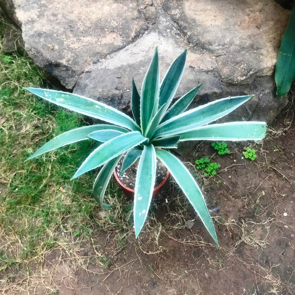 Agave Angustifolia Marginata Cactus Plant - myBageecha