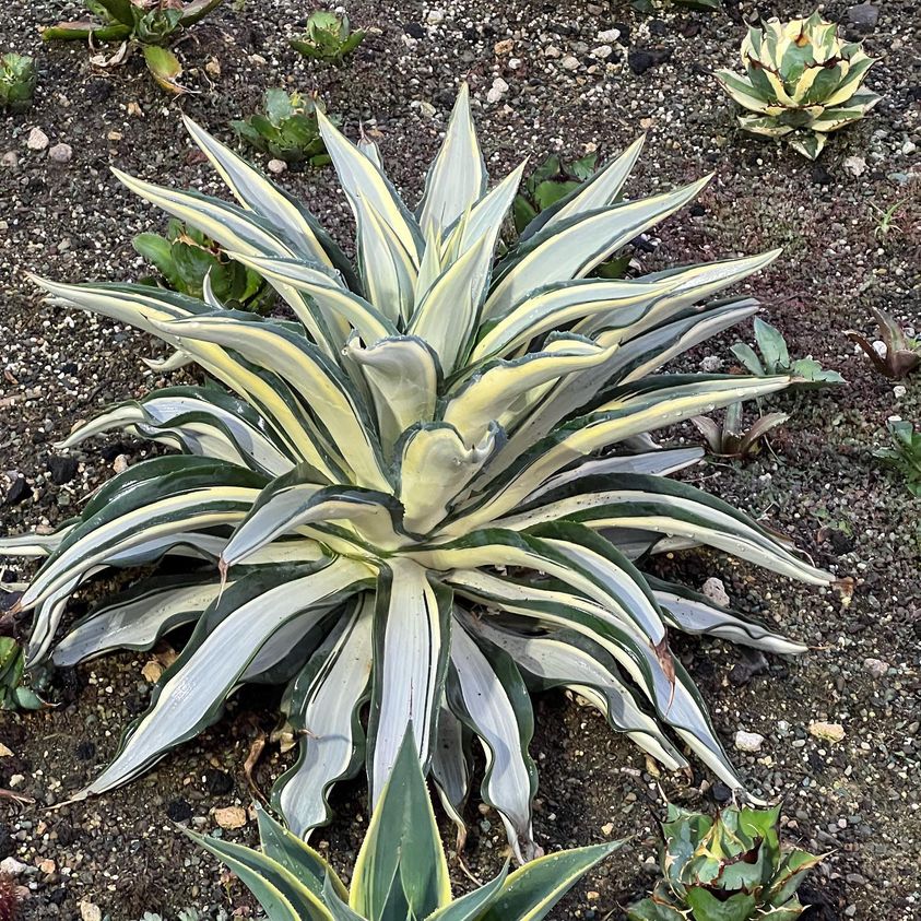 Agave desmettiana Quicksilver Cactus Plant Online