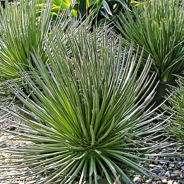 Agave Geminiflora Plant - myBageecha