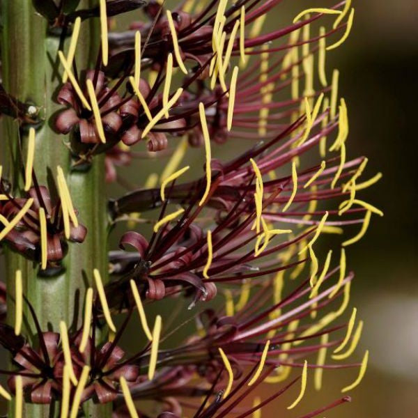 Agave Geminiflora Plant - myBageecha
