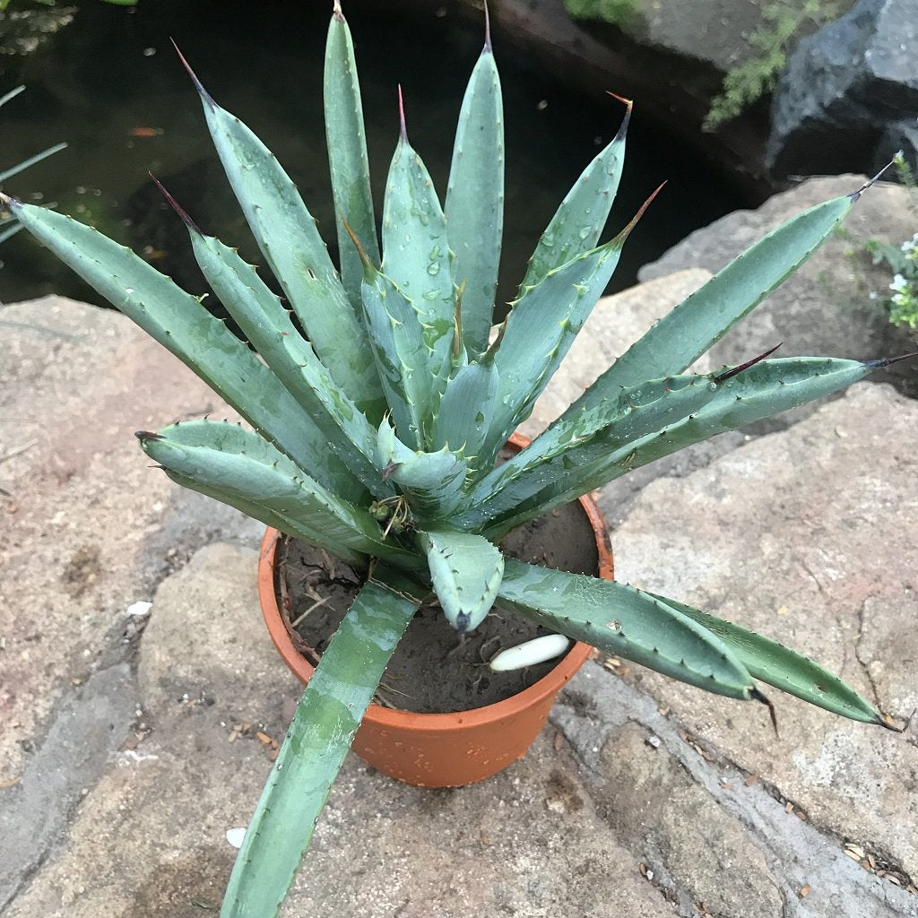 Agave Macroacantha Plant - myBageecha
