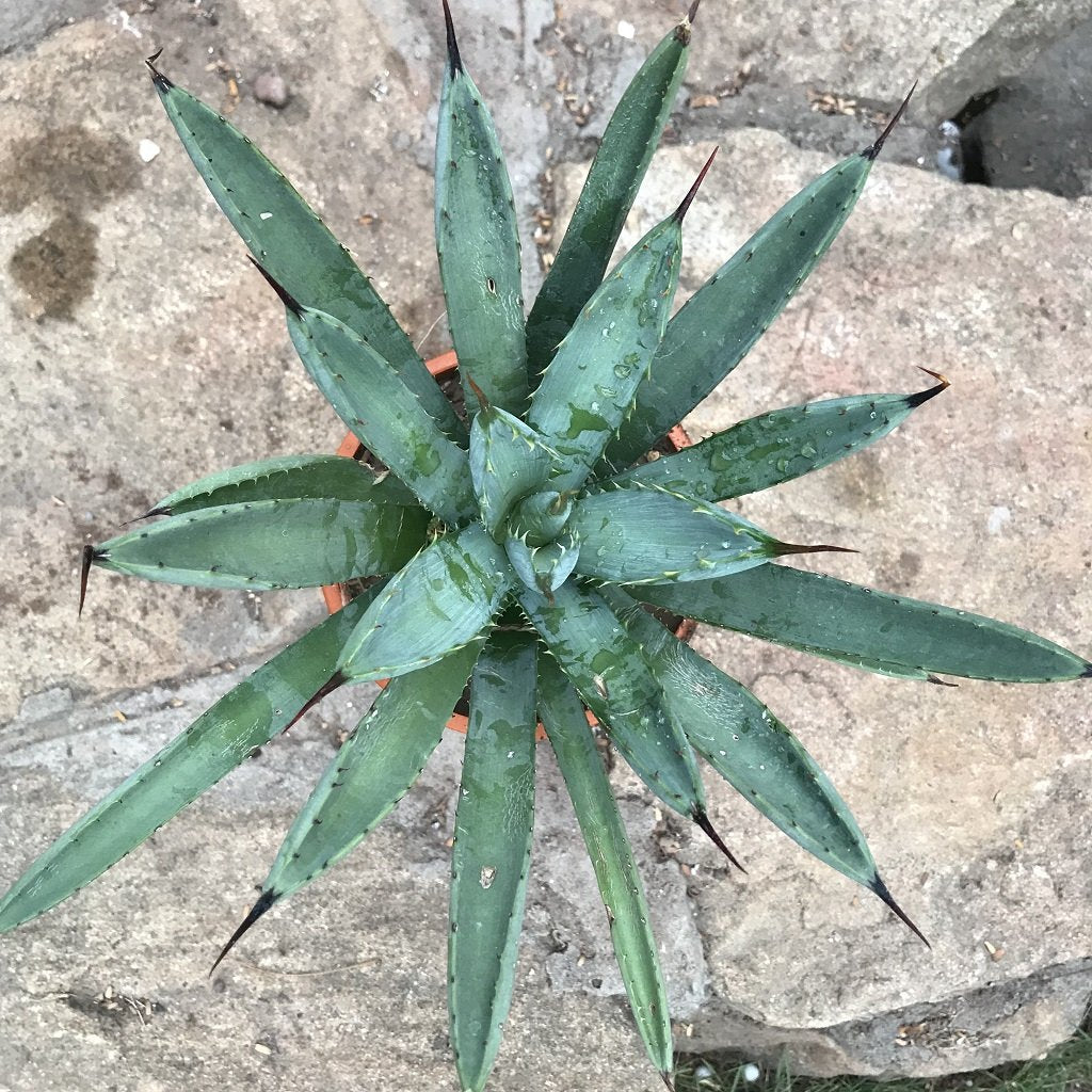 Agave Macroacantha Plant - myBageecha