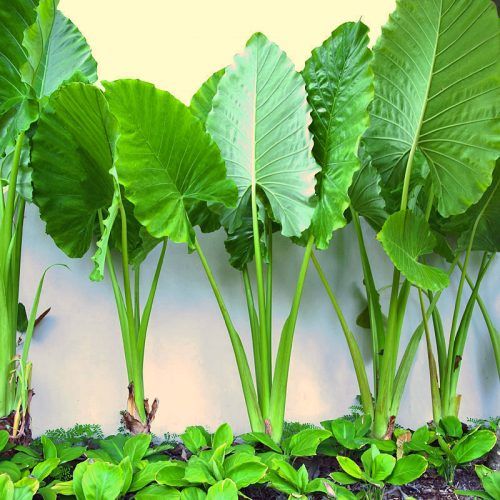 Alocasia Macrorrhizos Giant Taro Plant - myBageecha