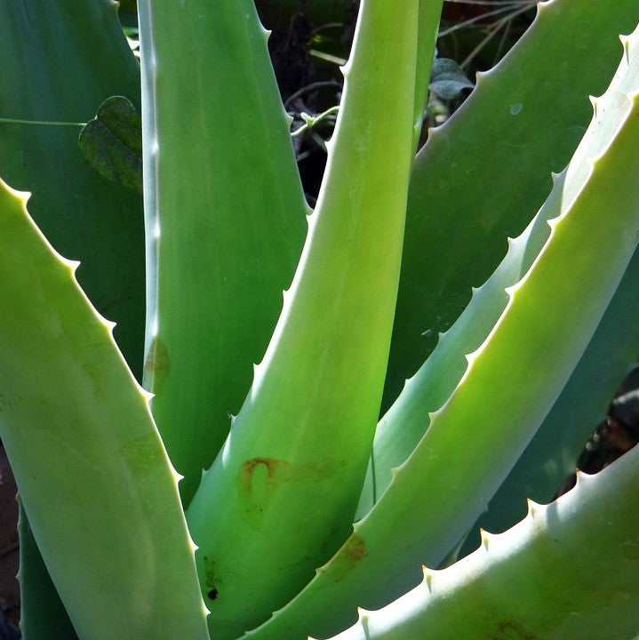 Aloe Vera Succulent Plant - myBageecha