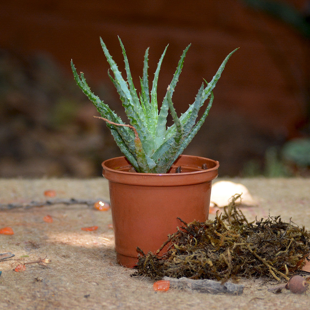 aloe humilis gießen Aloe Humilis – Decorative Succulent Plant