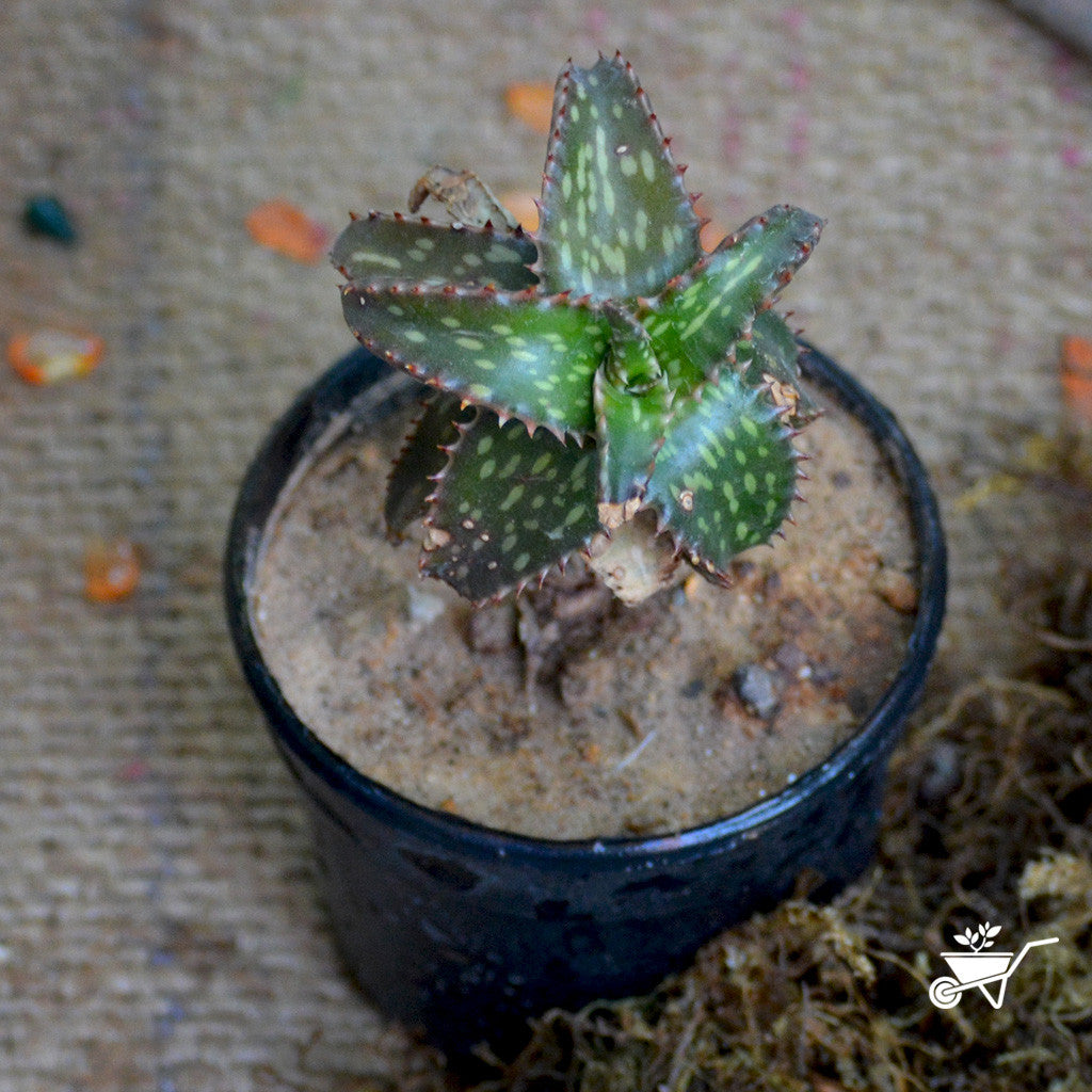 Aloe Jucunda – Decorative Succulent Plant