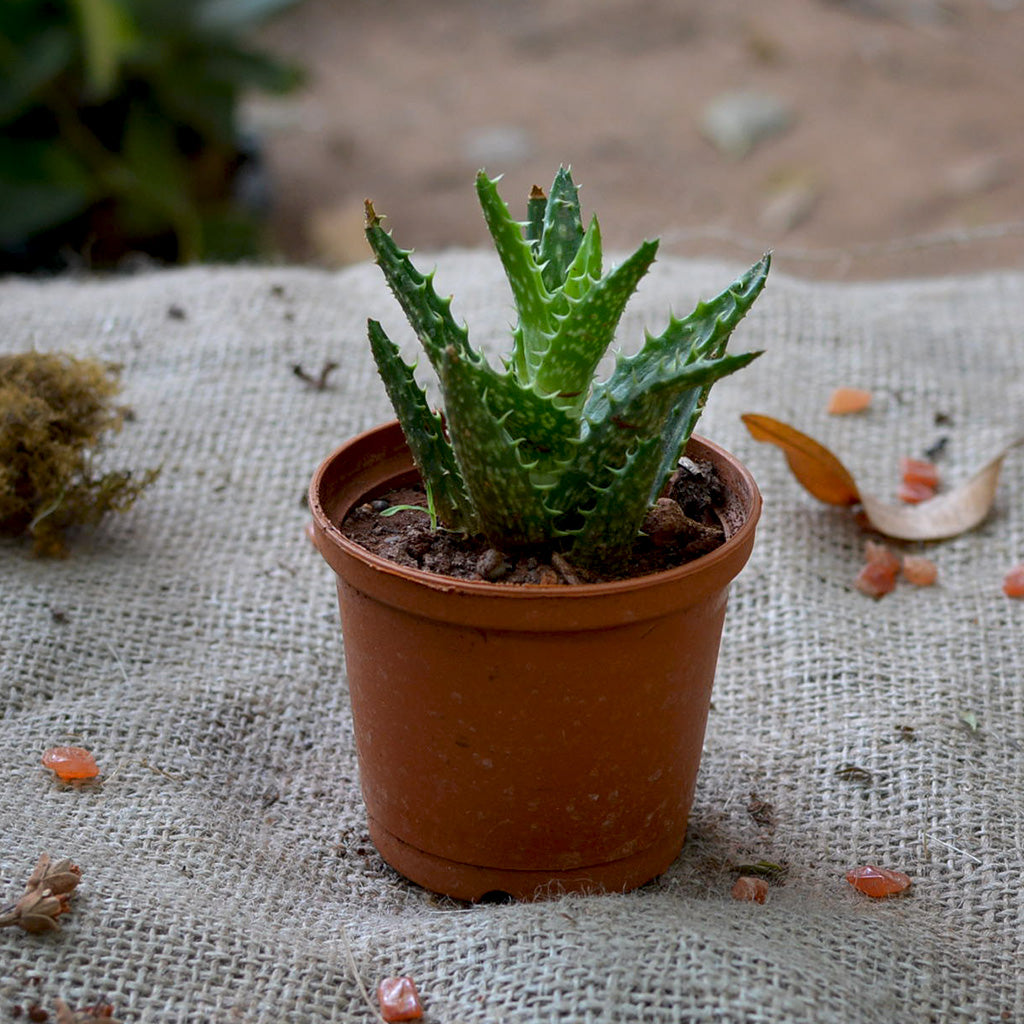 miniature aloe vera plant Aloe Juvenna – Decorative Succulent Plant