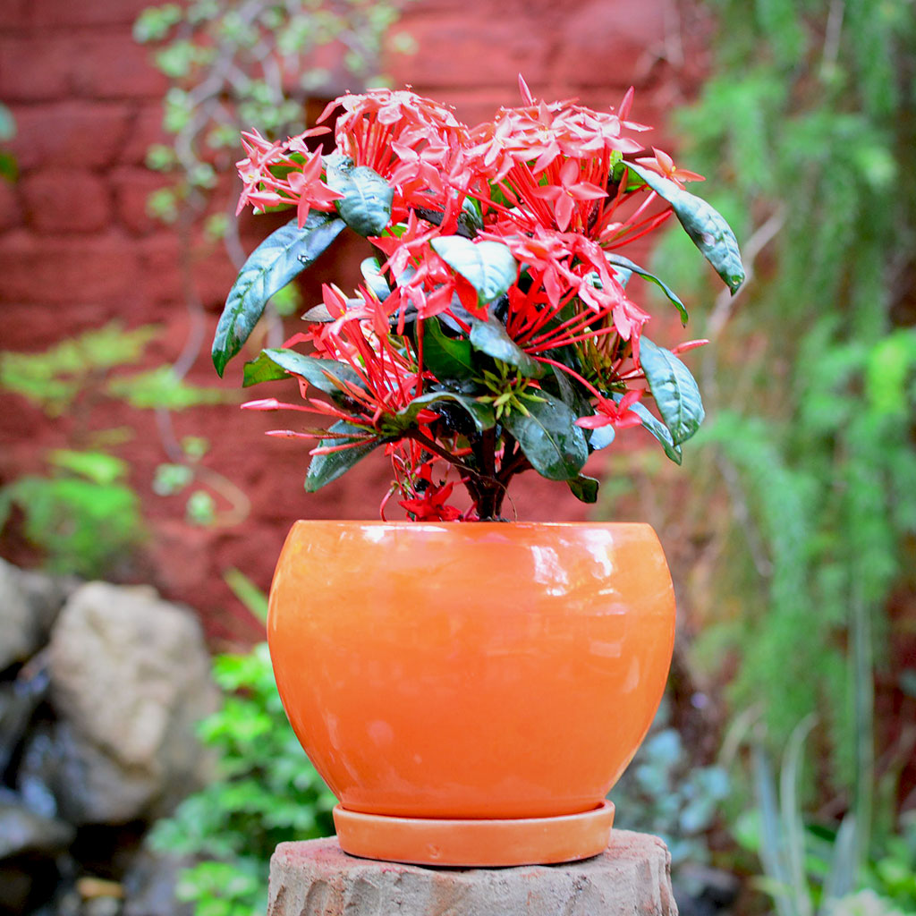 Pastel Apple Ceramic Pot With Tray – Orange – myBageecha