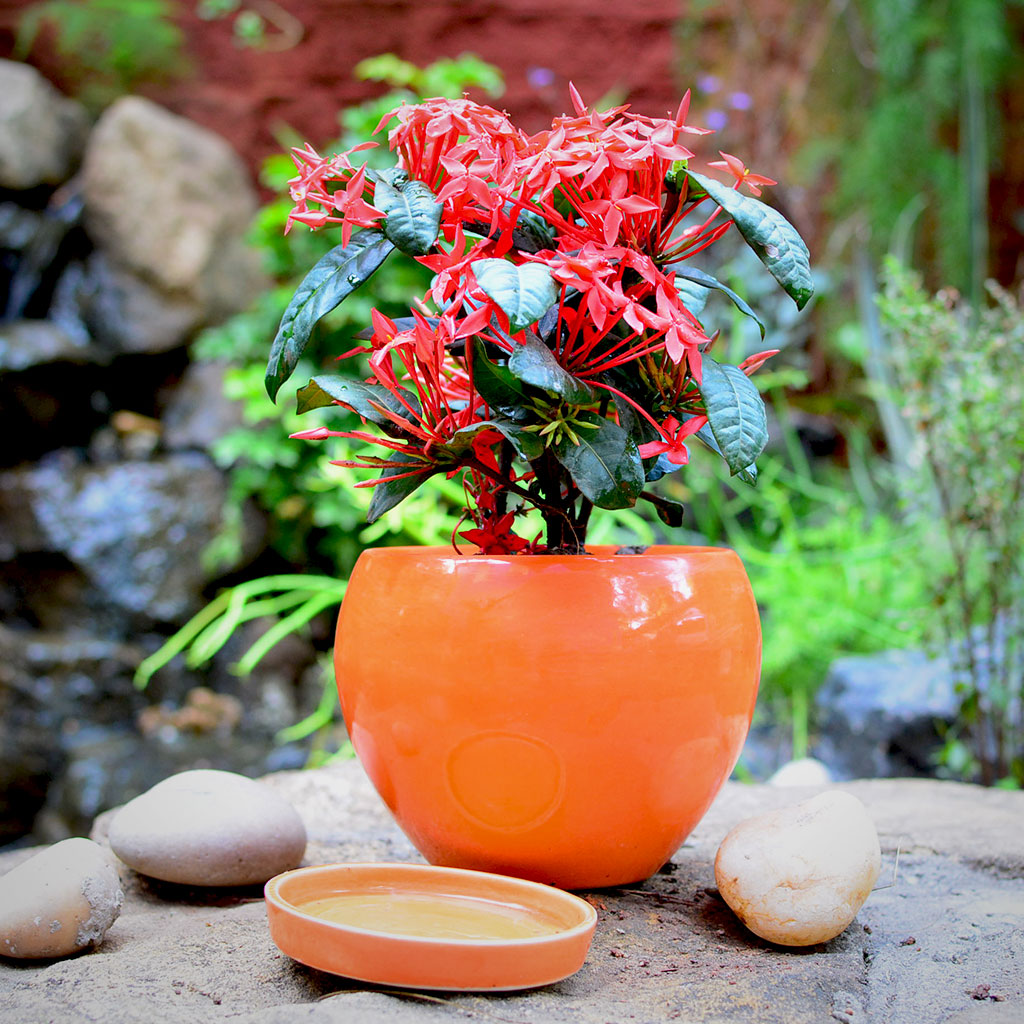 Pastel Apple Ceramic Pot With Tray – Pastel Design – myBageecha