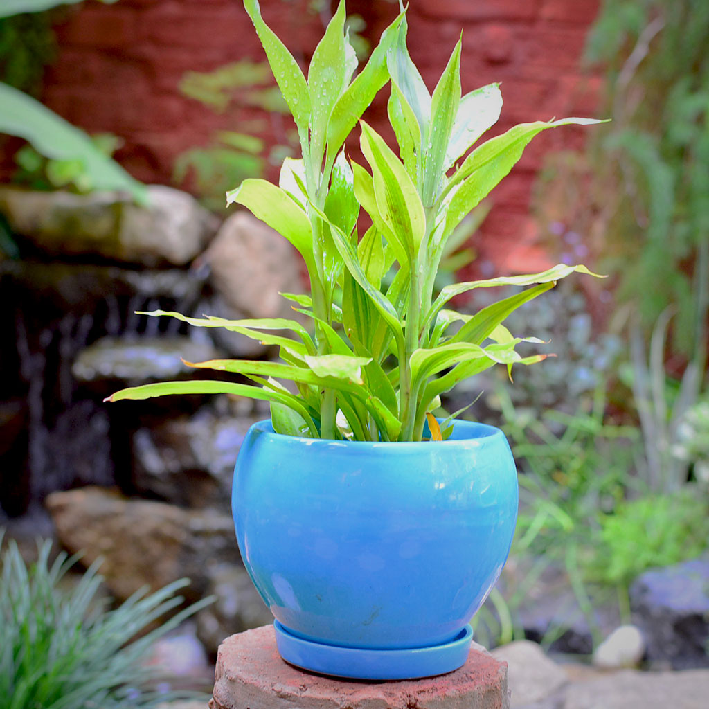 Pastel Apple Ceramic Pot With Tray - myBageecha