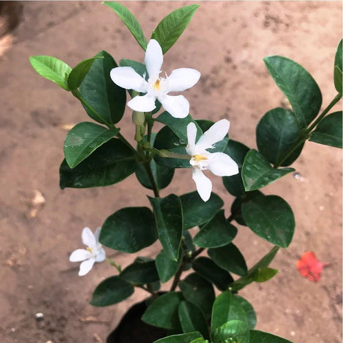 Set of 4 Year-round flowering plants- Arctic Snow Bush+ Dwarf Pink Ixora + Hibiscus Cooperi + Tecoma - myBageecha