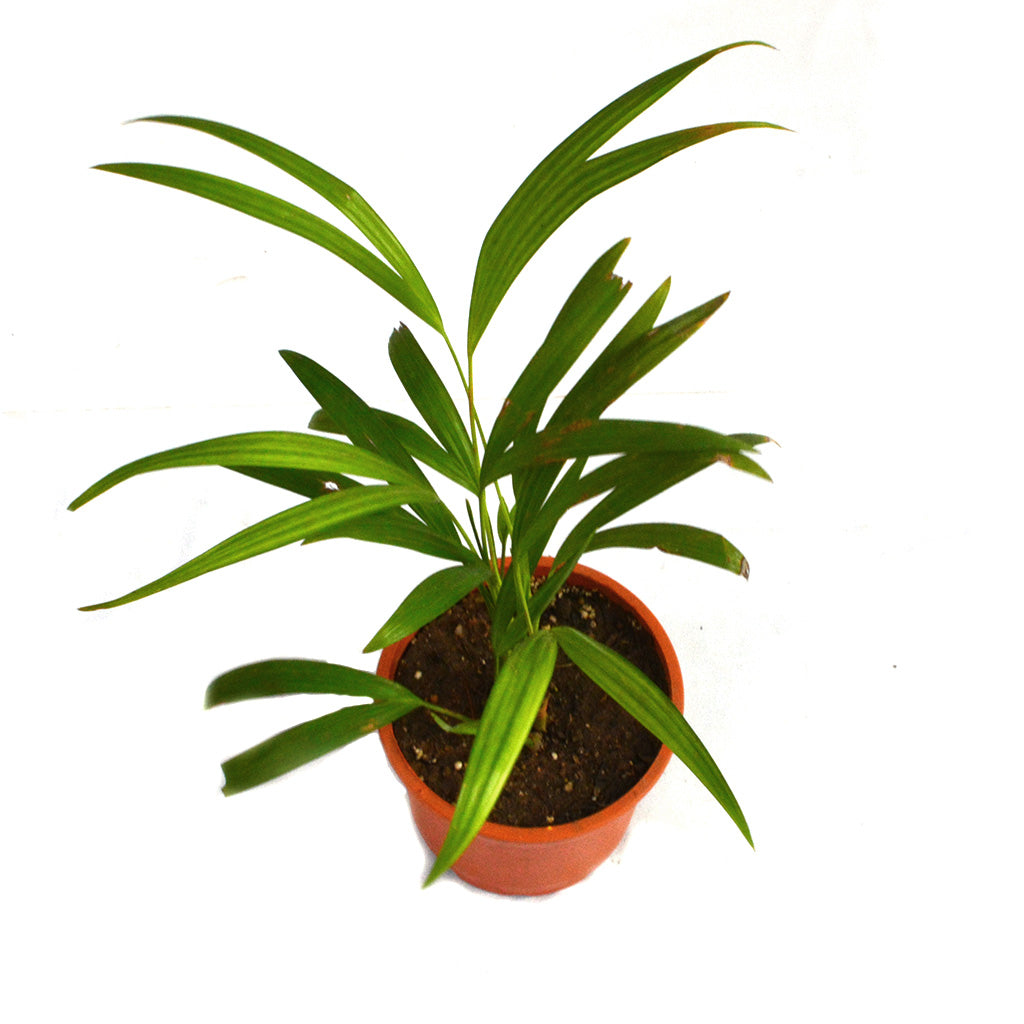 Areca Palm Plant – Feathered Leaf Frond Close-Up