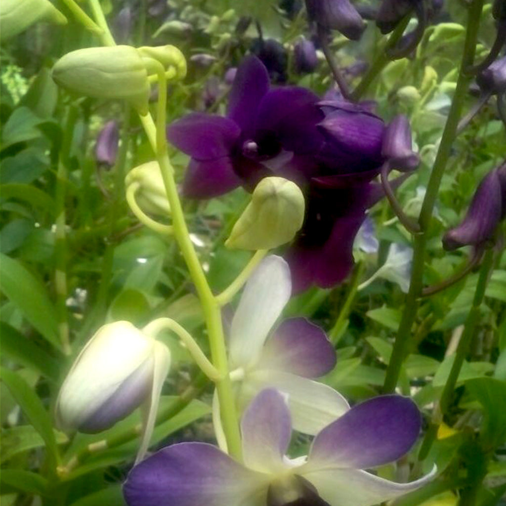 Den. Aridang Blue - myBageecha