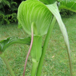 Arisaema Intermedium (Bulbs) - myBageecha