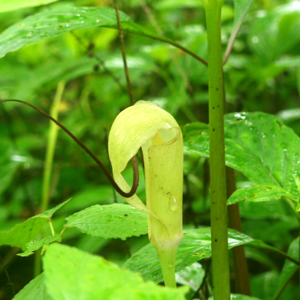 Arisaema Tortuosum (Bulbs) - myBageecha