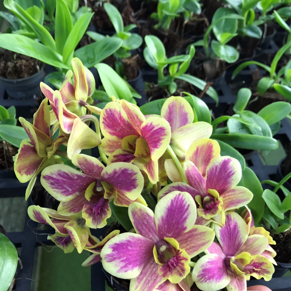 Den. Arixburana Fancy - myBageecha