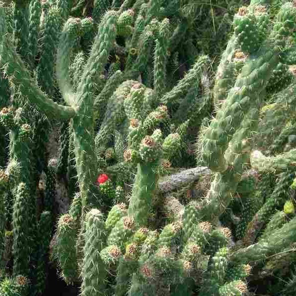 Austrocylindropuntia Subulate Cactus Plant - myBageecha