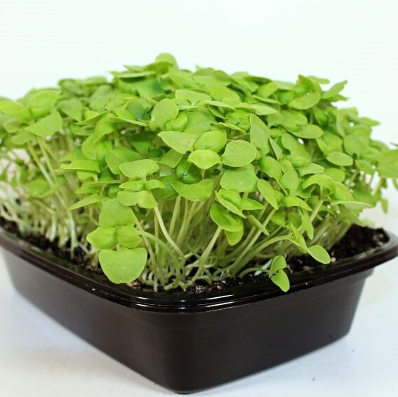 Microgreens Basil Classic Italian Seeds – myBageecha