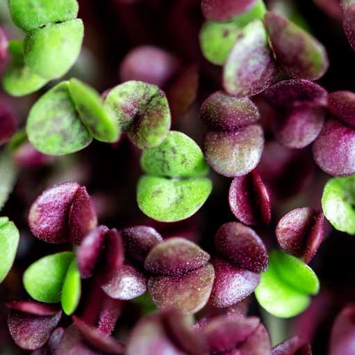 Basil Purple Microgreen Seeds - myBageecha