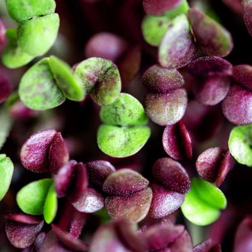 Basil Purple Microgreens Seeds for filtered light - myBageecha