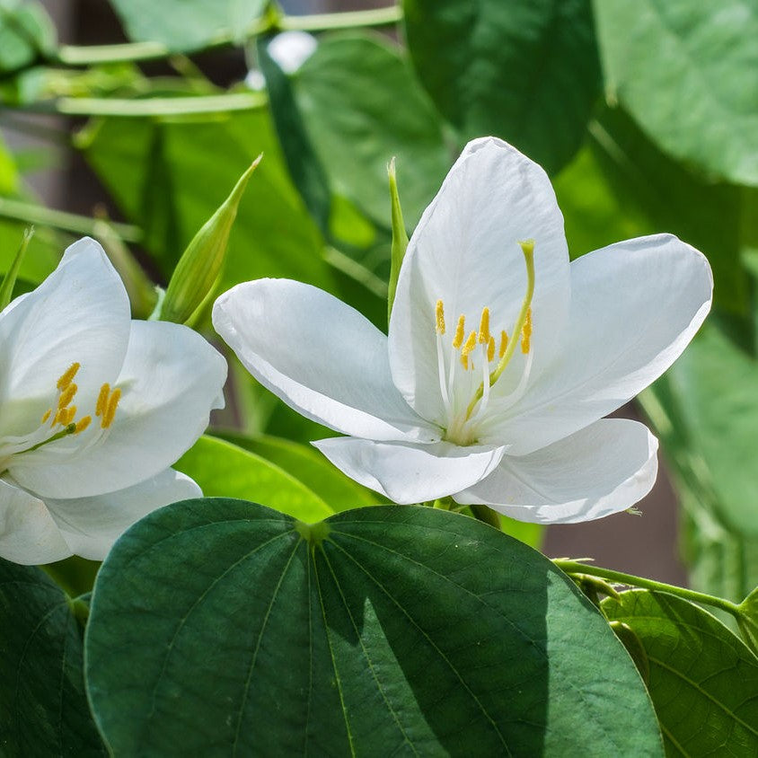 Close-up of Bauhinia acuminata flower showing white petals and yellow stamens