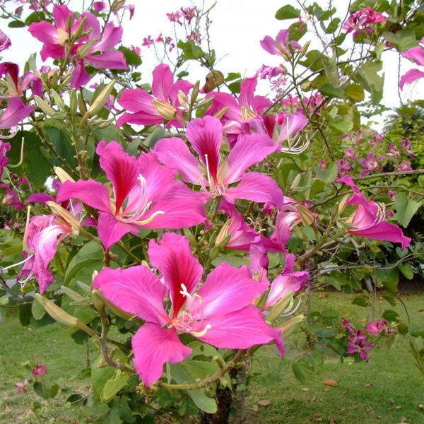 Bauhinia purpurea tree with purple flowers and green leaves