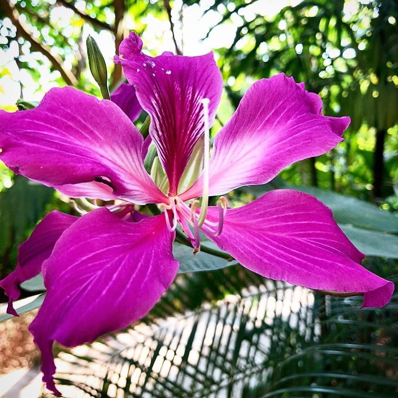 Close-up of Bauhinia purpurea purple flower showing wavy petals and bright stamens