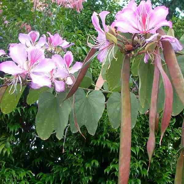 Bauhinia variegata tree with pink and white variegated flowers
