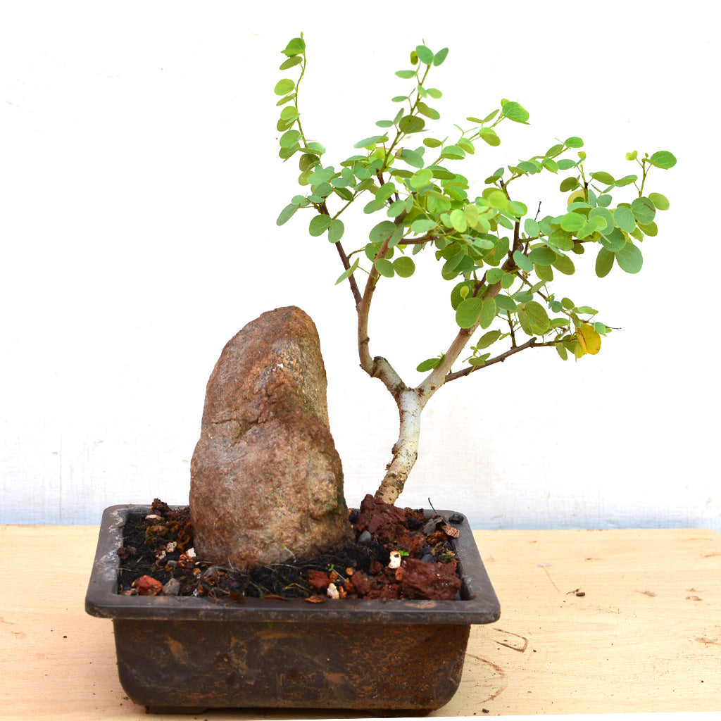 Bonsai Bauhinia Tomentosa Plant with yellow blooms – myBageecha