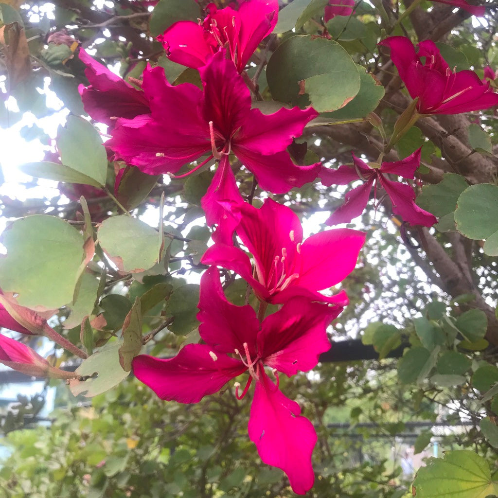 Close-up of Bauhinia blakeana purple flower showing detailed petals and veins