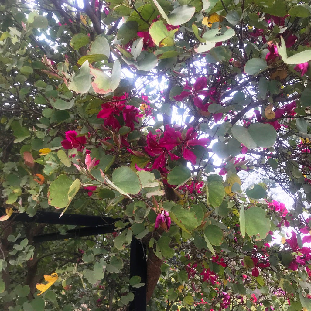 Bauhinia blakeana tree with large purple orchid-shaped flowers