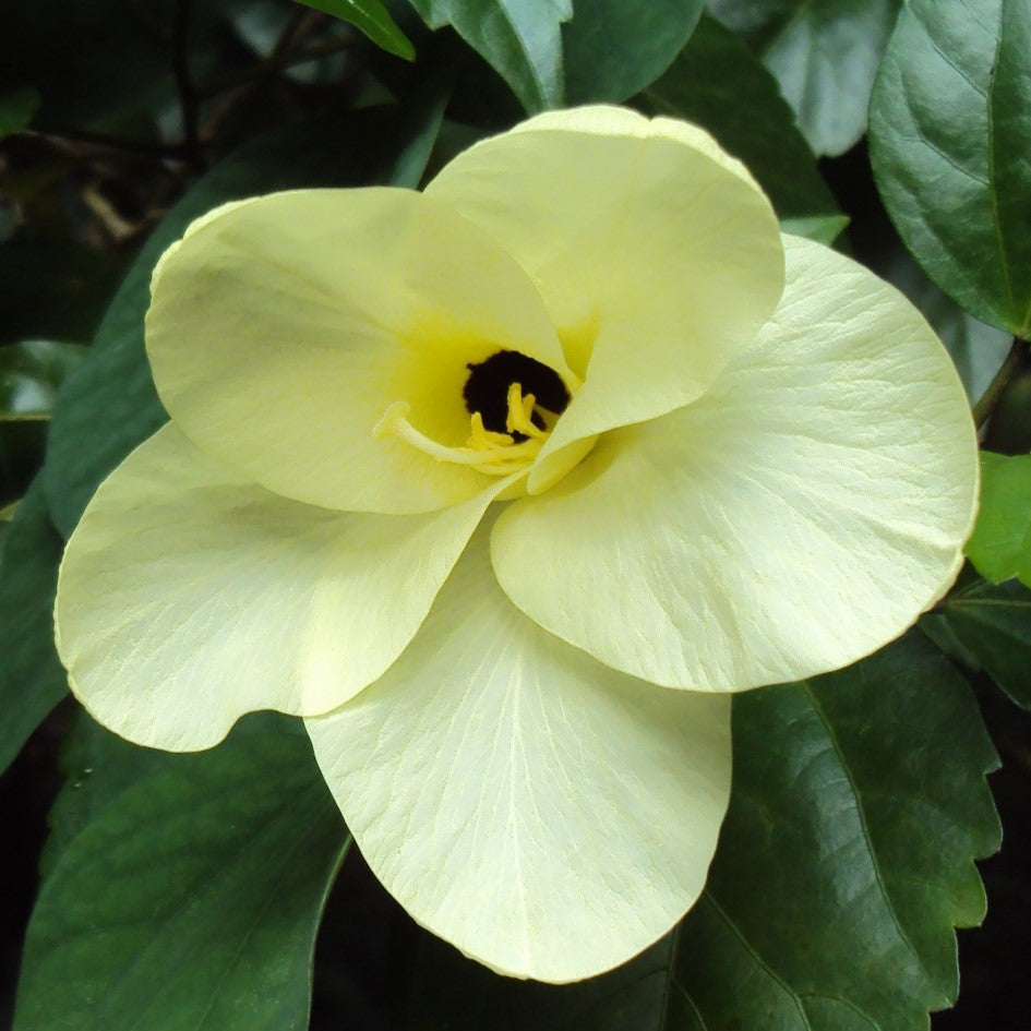 Bauhinia Tomentosa Yellow Bell Orchid Plant - myBageecha