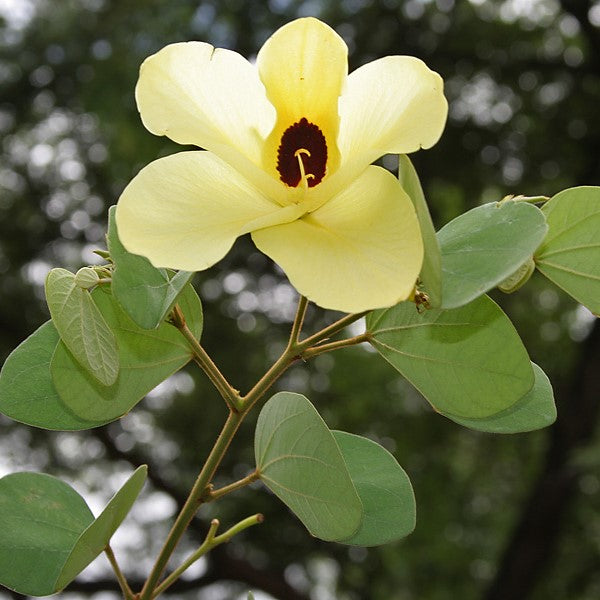 Close-up of Bauhinia tomentosa yellow flower showing brown center and delicate petals