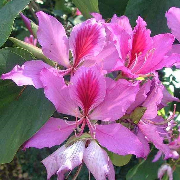 Close-up of Bauhinia variegata flower showing dual-shade petals and yellow stamens