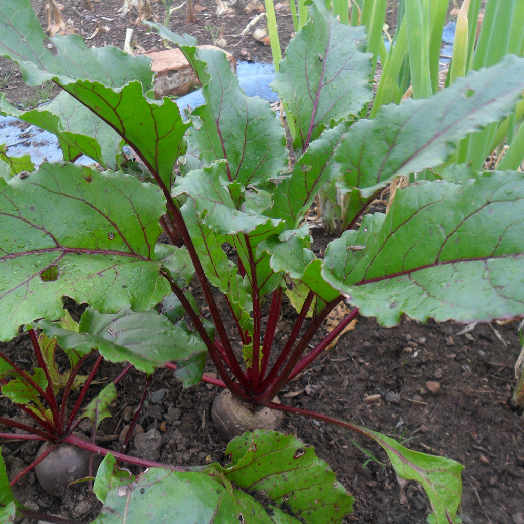 Red root vegetable, winter harvest - myBageecha