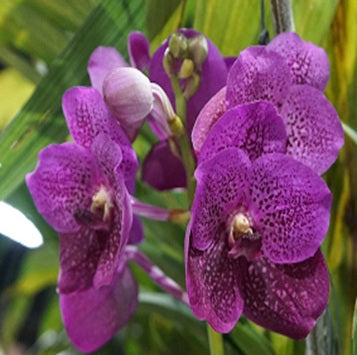 Bitz hearthroab x butterfly - myBageecha